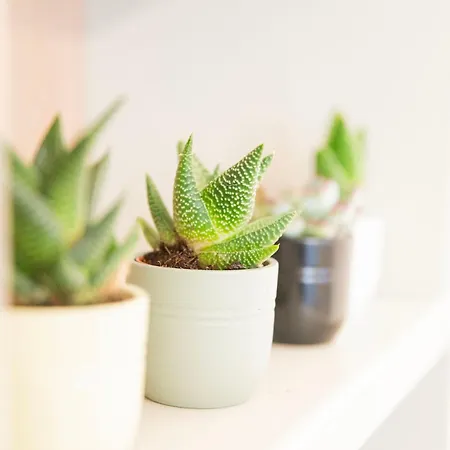 Penzion Imperium Trevi 4*