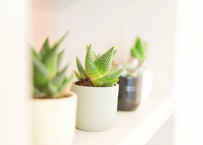 Affittacamere Imperium Trevi 4*